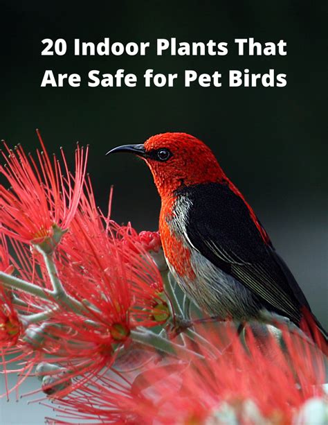 what trees are safe for birds